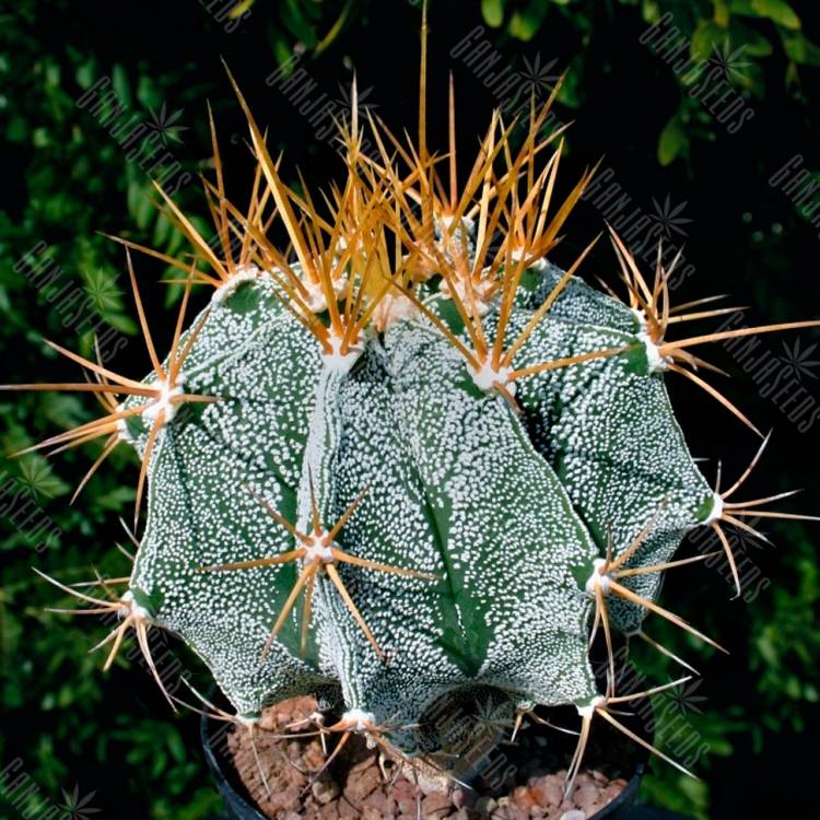 Семена кактуса Astrophytum ornatum MIX Семена кактуса Astrophytum ornatum MIX