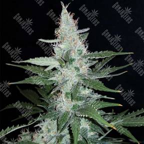 Super Mazar feminised Ganja Seeds