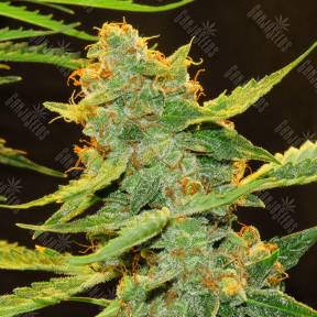 Auto Northern Lights x Haze feminised Ganja Seeds