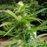 семена конопли индика Afghani №1 feminised