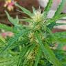 семена конопли для выращивания Afghani №1 feminised