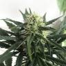 семена конопли марихуаны Afghani №1 feminised
