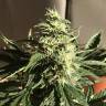семена конопли гидропоники Afghani №1 feminised