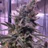 Himalaya Gold feminised Ganja Seeds