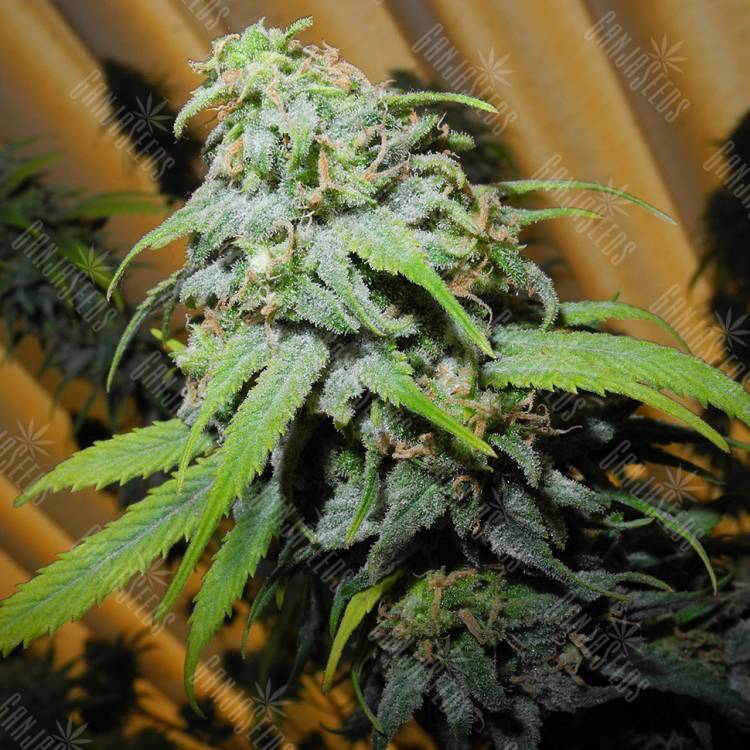 урожайные семена конопли Super Silver Haze CBD feminised Green House Seeds