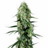 купить семена конопли Super Silver Haze CBD feminised Green House Seeds
