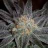 Bubba Kush feminised Dinafem Seeds