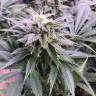 семена конопли аутдор Laughing Buddha regular Ganja Seeds