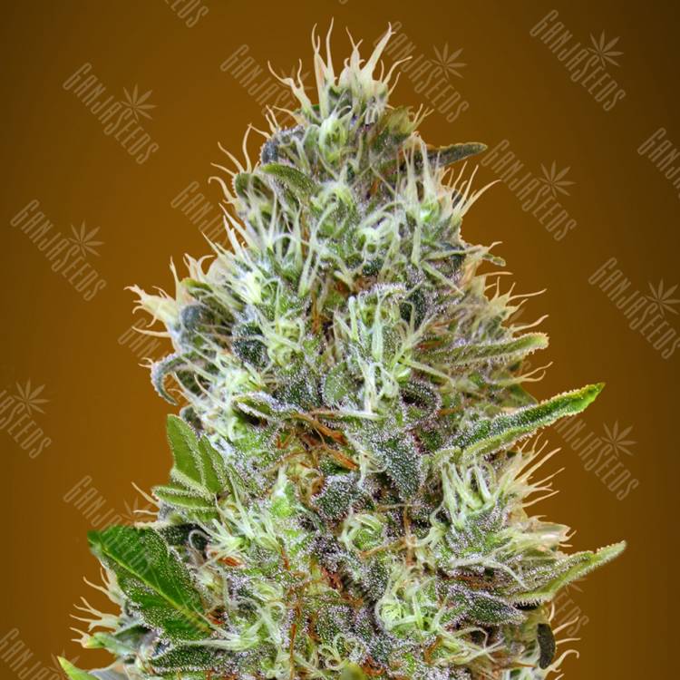 заказ семян конопли Auto Somango feminised Advanced Seeds