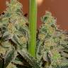 семена каннабиса Amnesia CBD feminised Dinafem Seeds семена каннабиса Amnesia CBD feminised Dinafem Seeds