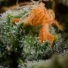 семена конопли мед сортов Amnesia CBD feminised Dinafem Seeds семена конопли мед сортов Amnesia CBD feminised Dinafem Seeds