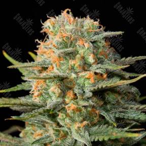 Amnesia CBD feminised Dinafem Seeds