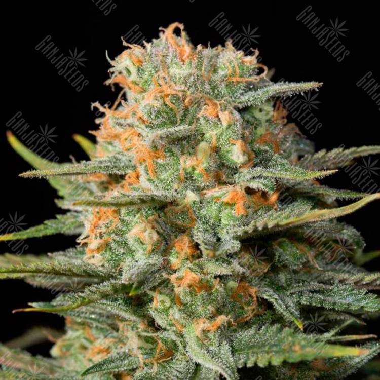 семена конопли медицинских сортов Amnesia CBD feminised Dinafem Seeds семена конопли медицинских сортов Amnesia CBD feminised Dinafem Seeds