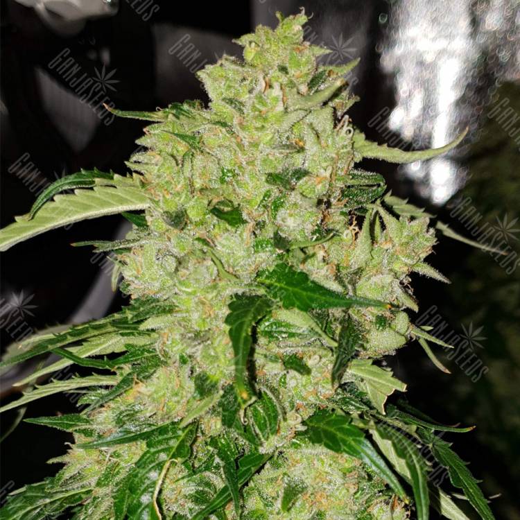 семена конопли марихуаны Auto Northern Express feminised Fast Buds