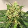 семена конопли скороспелый купить Auto Northern Express feminised Fast Buds
