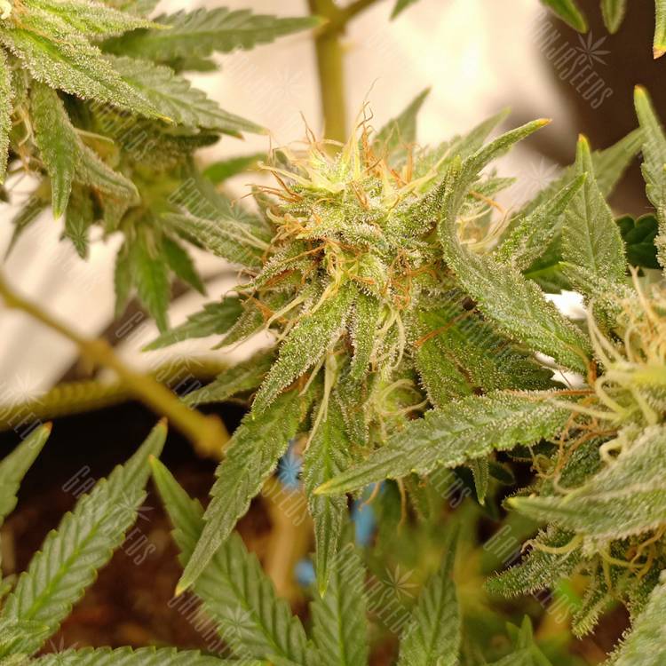 семена конопли интернет магазин Hawaii Maui Waui feminised Nirvana Seeds