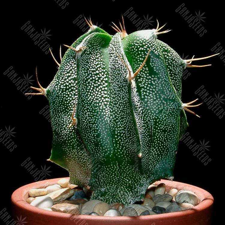 Семена кактуса Astrophytum ornatum hybrid Семена кактуса Astrophytum ornatum hybrid