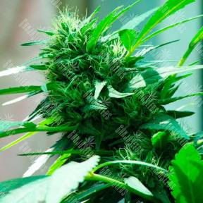 Nibiru feminised Ganja Seeds