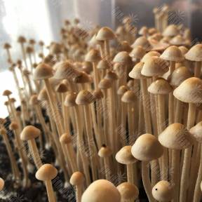 Panaeolus Cyanescens