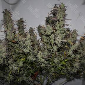 Auto White Widow x AK feminised Ganja Seeds