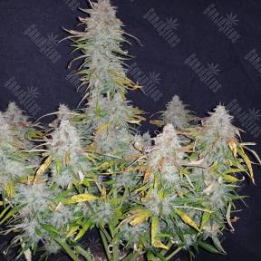 Jet 47 feminised Ganja Seeds