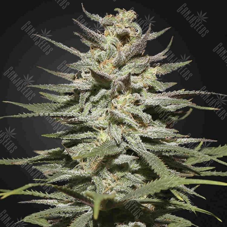 семена конопли Super Lemon Haze CBD feminised Green House Seeds
