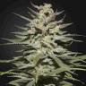 семена конопли Super Lemon Haze CBD feminised Green House Seeds