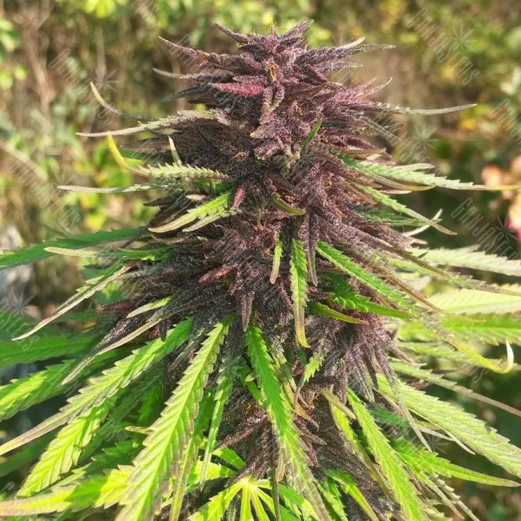 Purple#1 feminised Dutch Passion Seeds