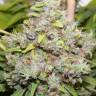 California Hash Plant feminised Dinafem Seeds