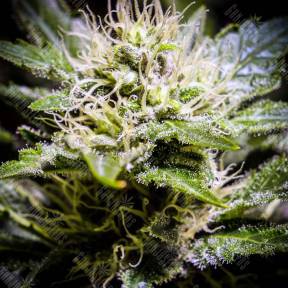 Auto Atameken feminised Bang Seeds