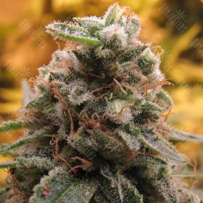 Auto Top 69 feminised Advanced Seeds