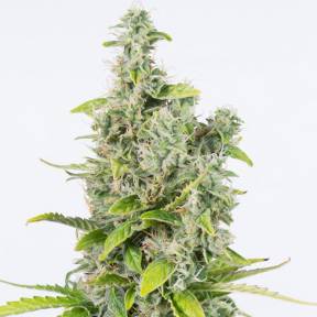 Auto Amnesia CBD feminised Dinafem Seeds