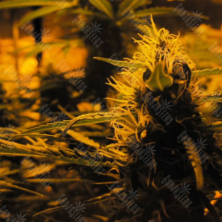 семена конопли f1 в оригинальной упаковке Auto Lowryder #2 feminised Doctors Choice