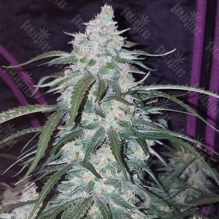 семена конопли гидропоники Auto Pineapple Express feminised Fast Buds