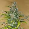 семена конопли медицинской Blue Dream CBD feminised Humboldt Seeds