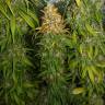 купить семена конопли Haze 1 feminised Nirvana Seeds