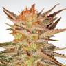 заказ семян конопли Indica Champions Pack feminised Paradise Seeds