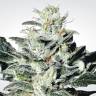 где заказать семена конопли Indica Champions Pack feminised Paradise Seeds