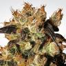 семена индийской конопли Indica Champions Pack feminised Paradise Seeds