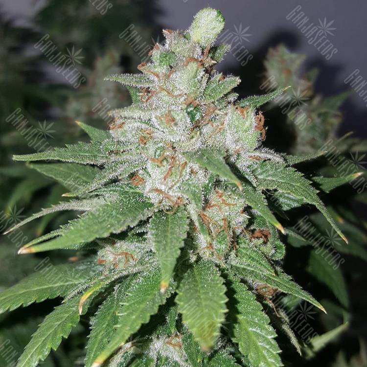 семена конопли в России Medical Mass CBD feminised Royal Queen