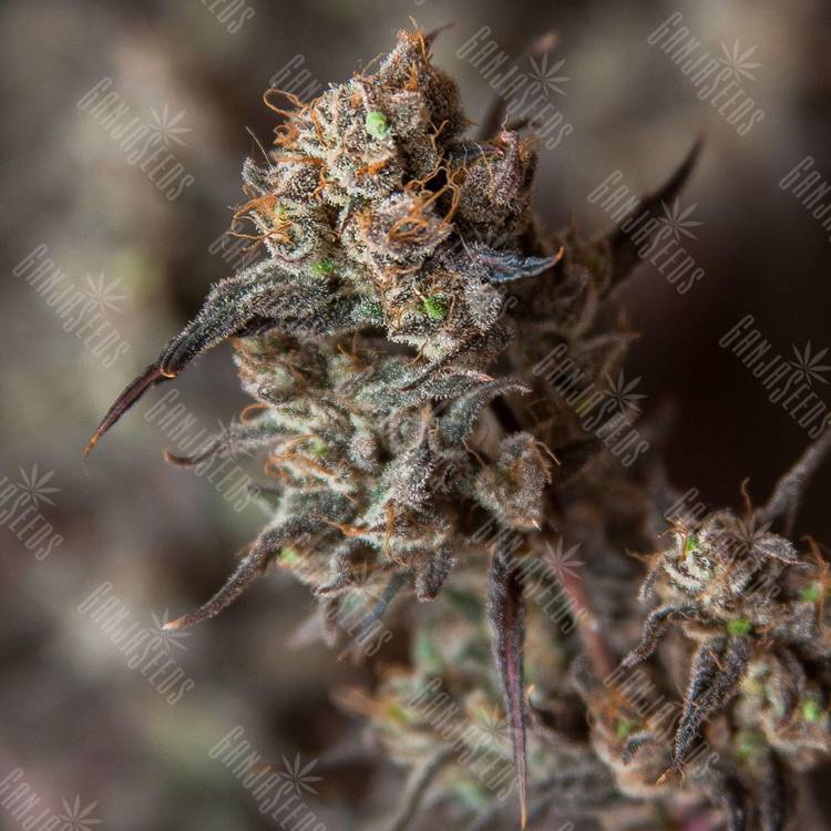 семена культурной конопли купить Sweet Pure CBD feminised Sweet Seeds