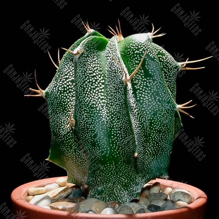 Семена кактуса Astrophytum ornatum Семена кактуса Astrophytum ornatum