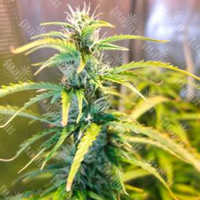 Green Crack feminised Ganja Seeds