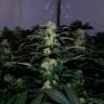 хорошие семена конопли Kalichakra feminised хорошие семена конопли Kalichakra feminised
