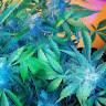 семена конопли автоцвет Auto Blueberry x Sweet Tooth feminised