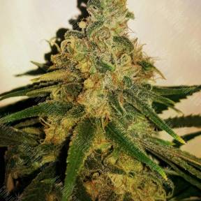 LA Cannalope feminised Ganja Seeds