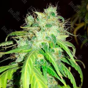 Bubblelicious feminised Ganja Seeds