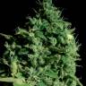 Cheese feminised Dinafem Seeds Cheese feminised Dinafem Seeds