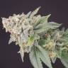 Cheese feminised Dinafem Seeds Cheese feminised Dinafem Seeds