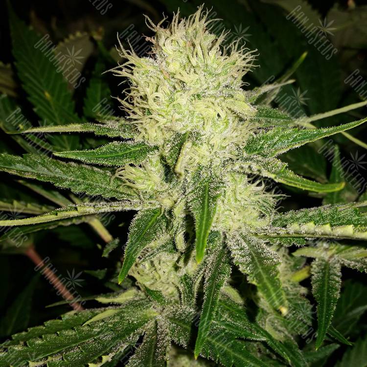 Cheese feminised Dinafem Seeds Cheese feminised Dinafem Seeds